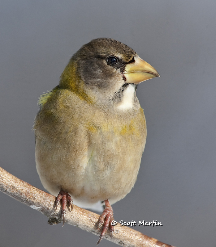 Grosbeak, Evening -03