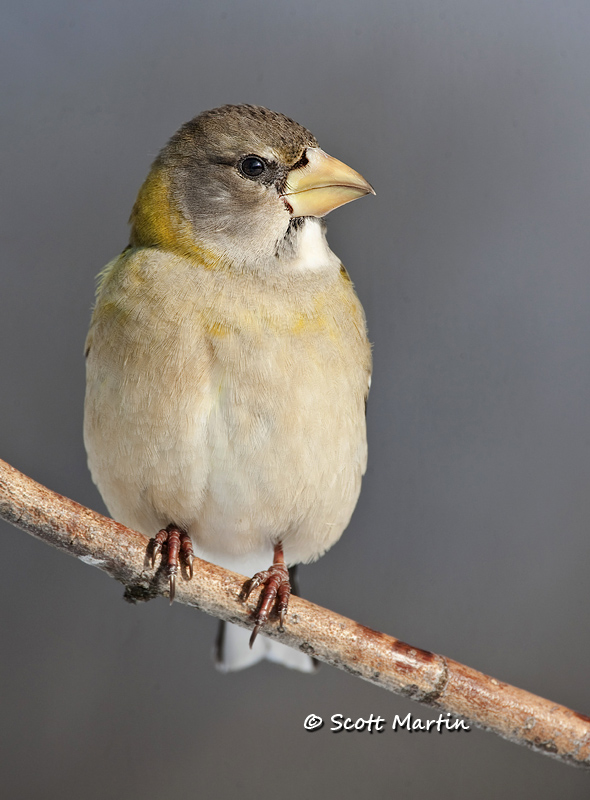 Grosbeak, Evening -04