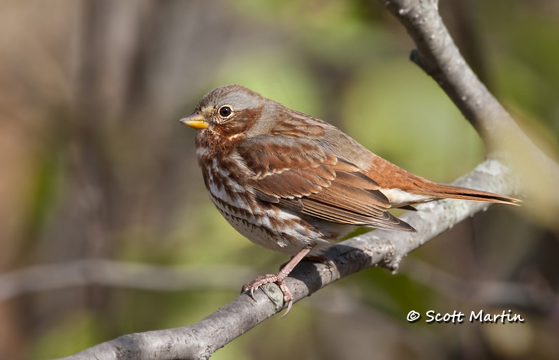 fox-sparrow-02