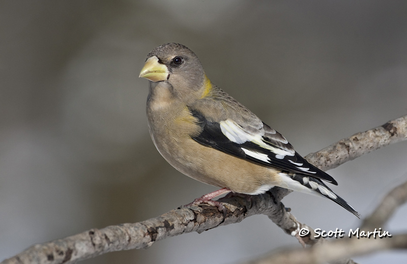 Grosbeak, Evening 05