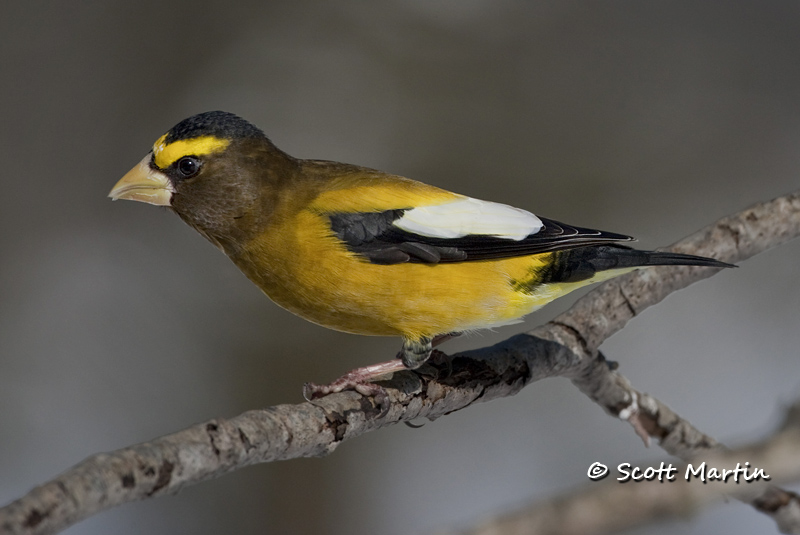 Grosbeak, Evening 06