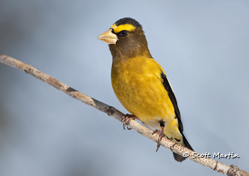 Grosbeak, Evening 07