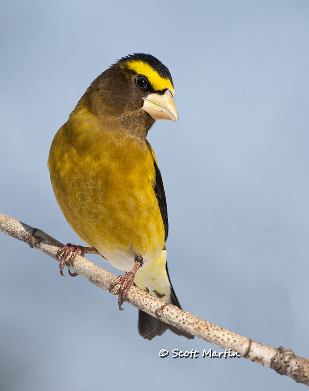 Grosbeak, Evening 08