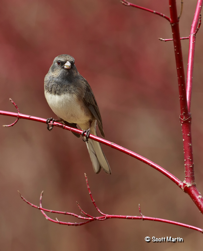 Junco 02