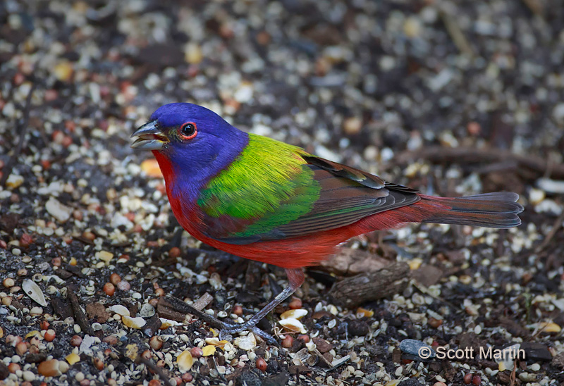 Painted Bunting 04