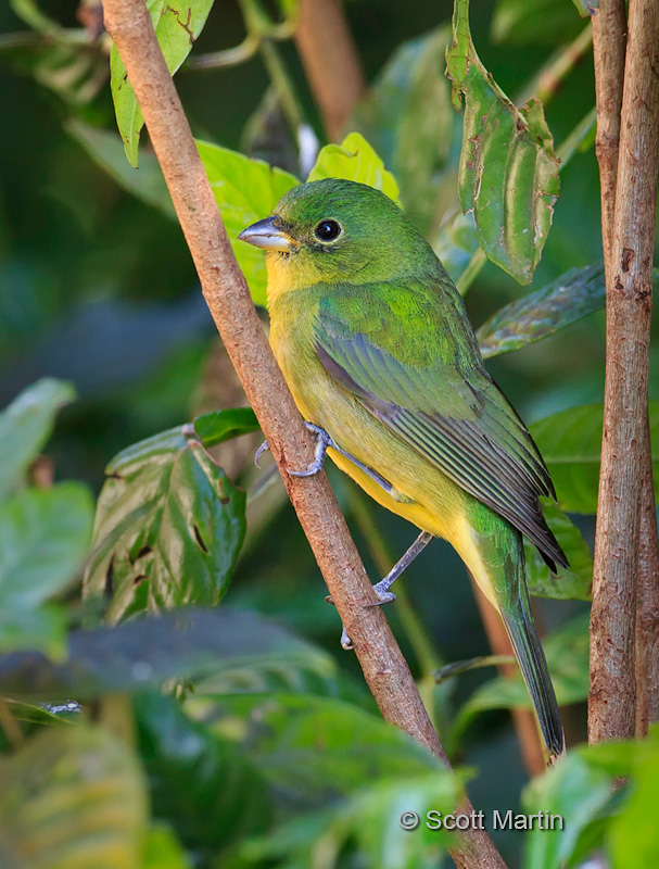 Painted Bunting 05