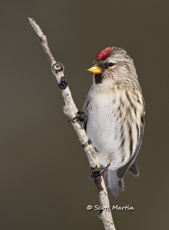 Redpoll, Common - 01