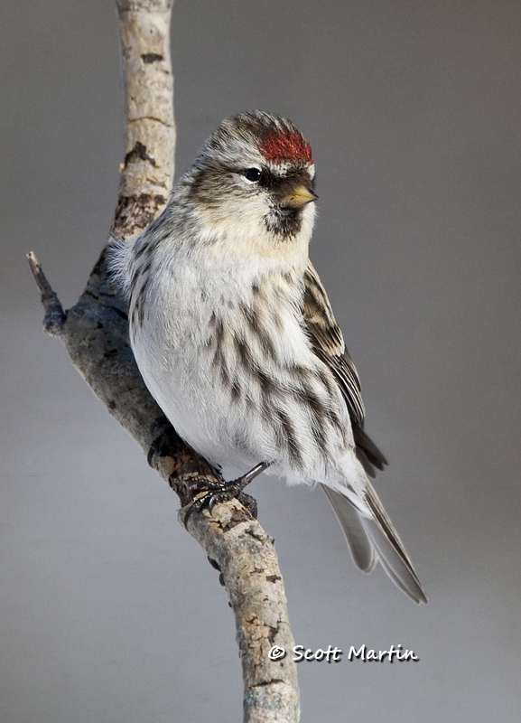 Redpoll, Common - 02