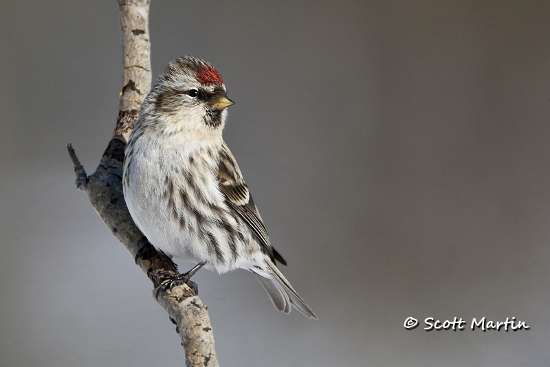 Redpoll, Common - 03