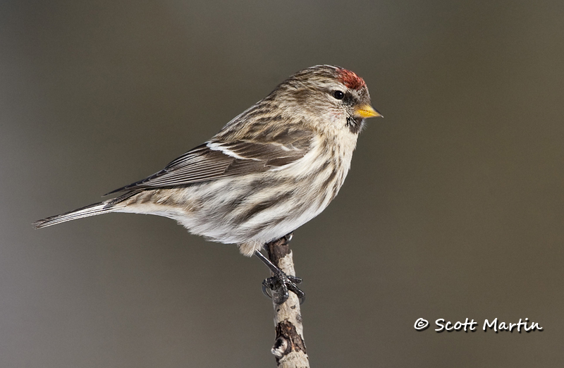 Redpoll, Common - 05