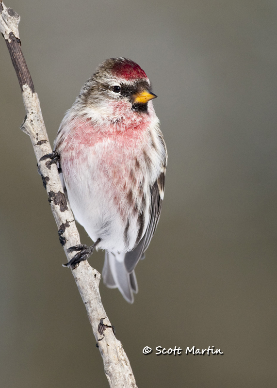 Redpoll, Common - 06