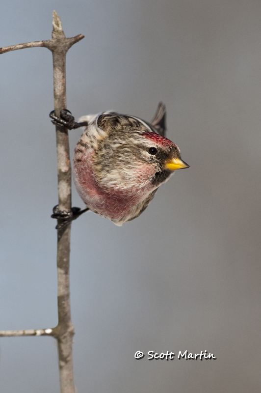 Redpoll, Common - 07