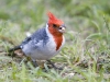 Brazilian Cardinal 01