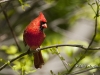 Northern Cardinal 01