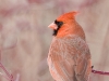 Northern Cardinal 02