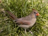 Northern Cardinal 03