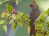 Northern Cardinal 04
