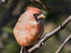 Northern Cardinal 05