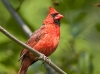 Northern Cardinal 06