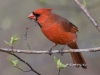 cardinal-07