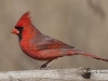 Northern Cardinal 08