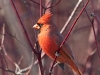 Northern Cardinal 09