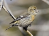 White Winged Crossbill 01