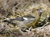 White Winged Crossbill 02