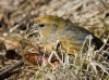 White Winged Crossbill 03