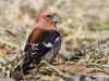 White Winged Crossbill 04