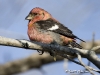 White Winged Crossbill 05