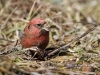 White Winged Crossbill 06