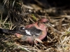 White Winged Crossbill 07