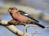 White Winged Crossbill 08
