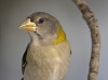 Evening Grosbeak 01