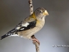 Evening Grosbeak 02