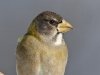 Evening Grosbeak 03