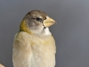 Evening Grosbeak 04