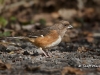 Eastern Towhee 01