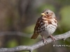 Fox Sparrow 01