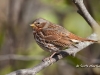Fox Sparrow 02