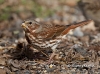 Fox Sparrow 03