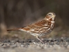Fox Sparrow 04