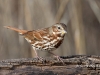 Fox Sparrow 05