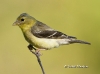 American Gold Finch 01