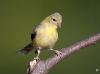 American Gold Finch 02
