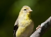 American Gold Finch 03