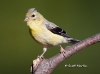 American Gold Finch 04