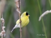 American Gold Finch 05