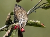 Rose Breasted Grosbeak 01